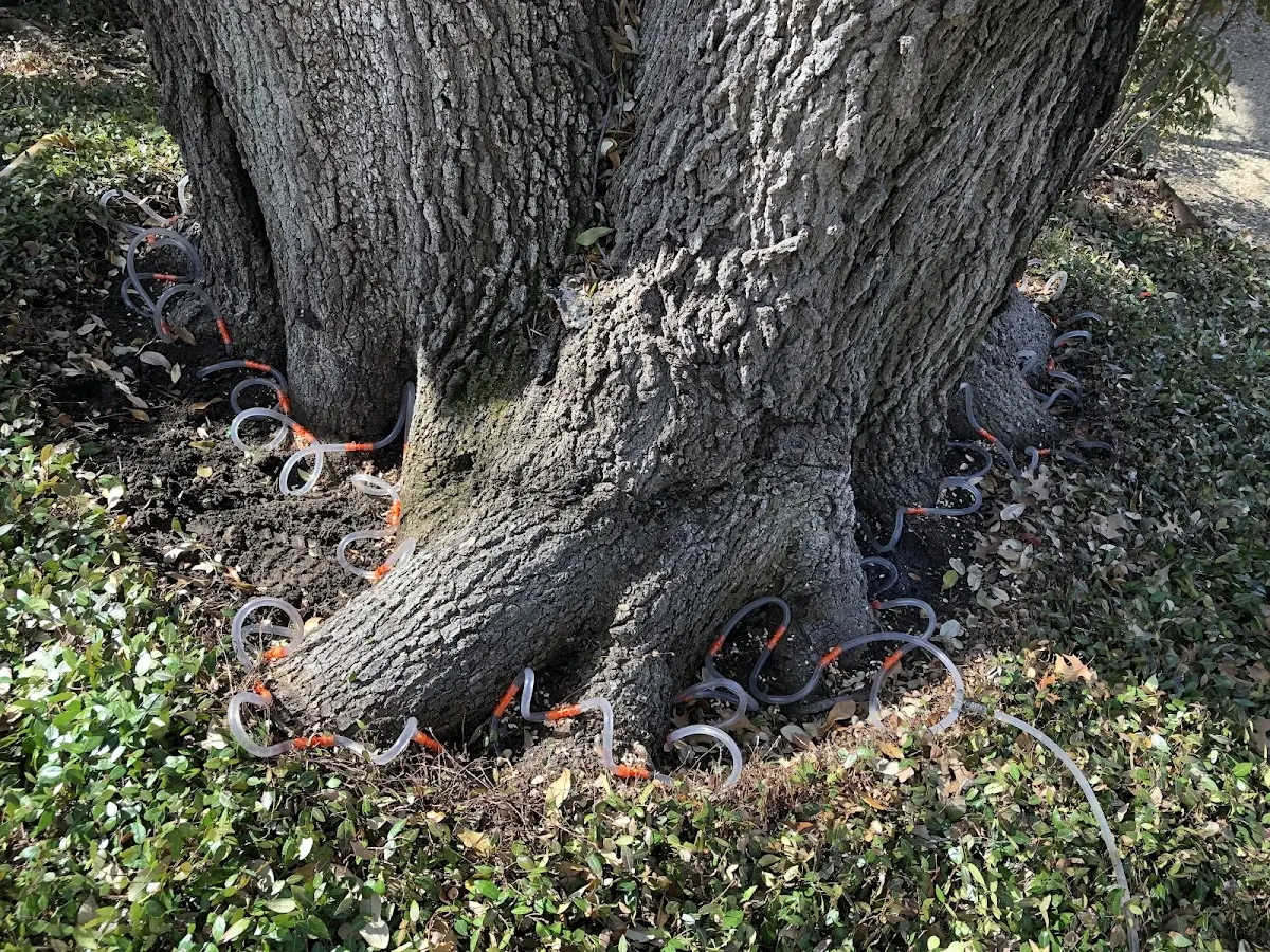 Detailed Tree Cabling and Bracing job site in Voorhees