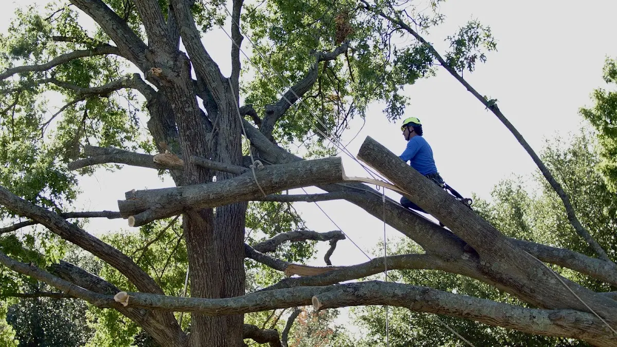 Professional Crown Thinning performed by certified arborists in Voorhees