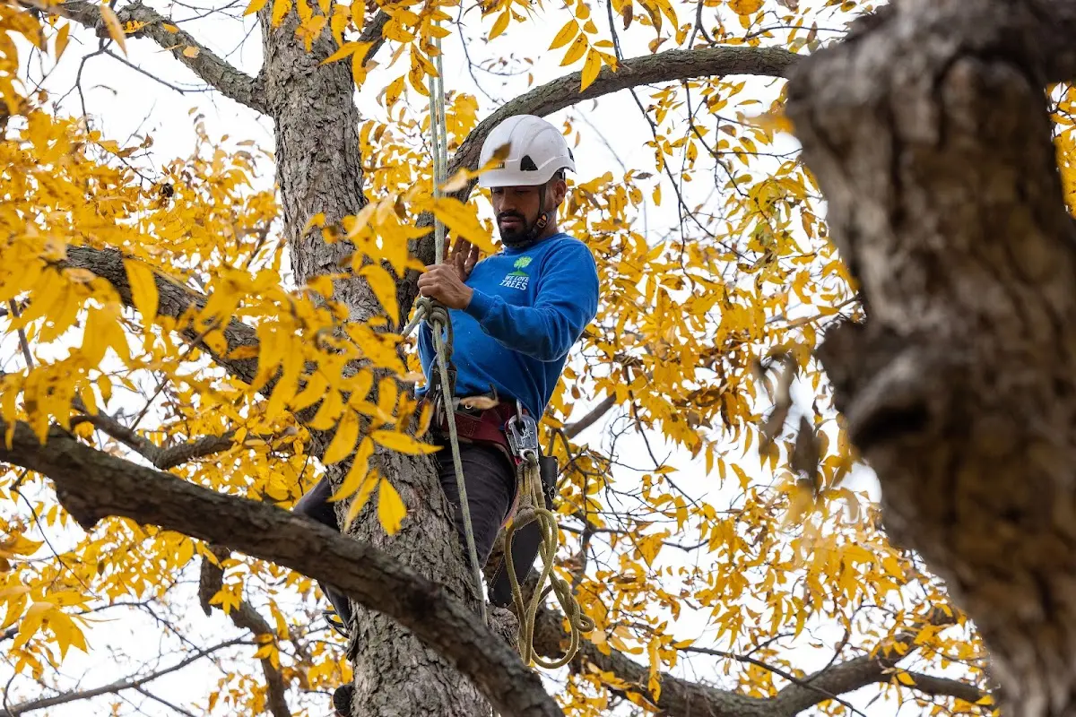 Skilled Tree Trimming crew working in Voorhees